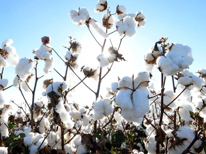 Farm To Hanger - Raw Materials - Single Origin Cotton